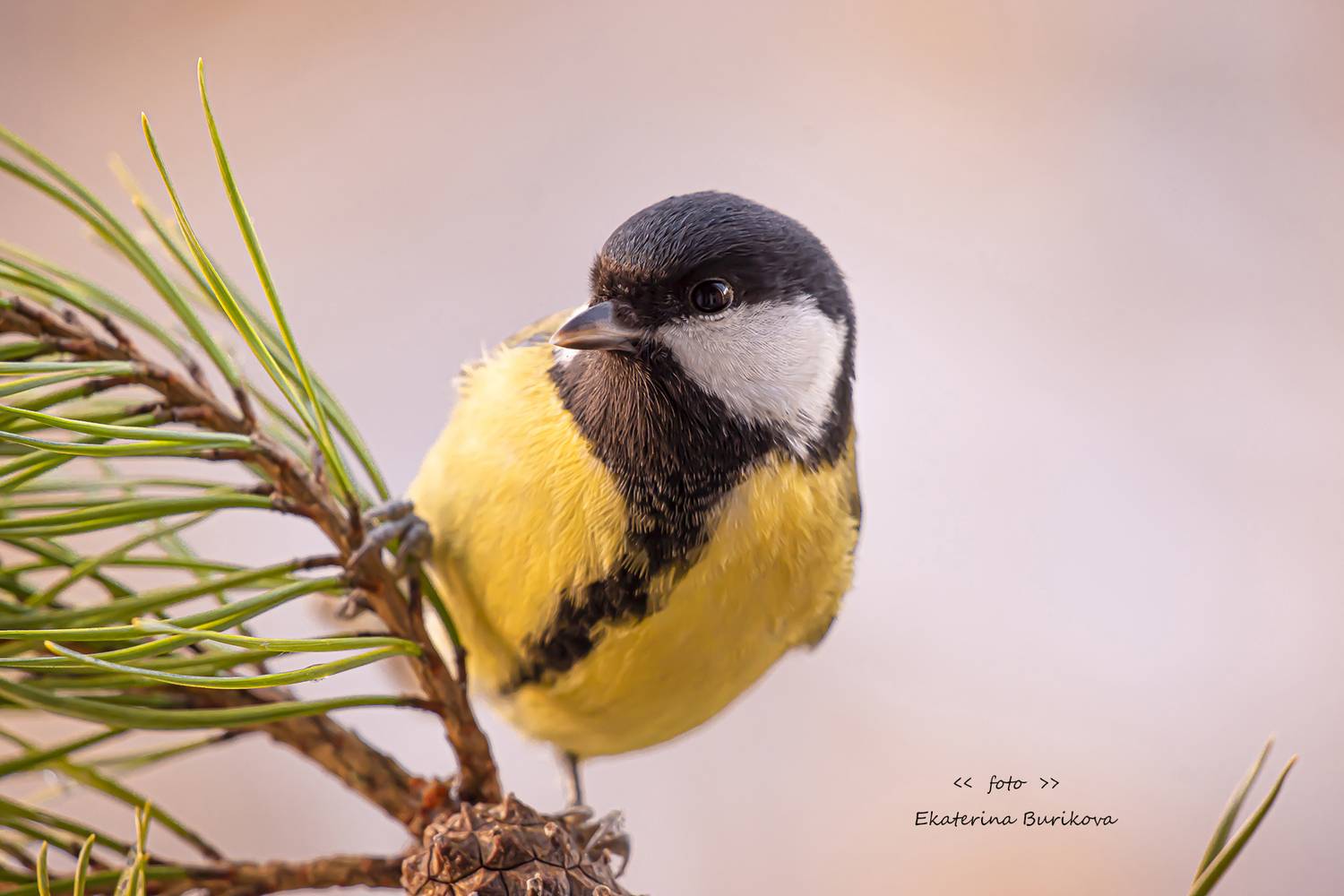 , Бурикова Екатерина