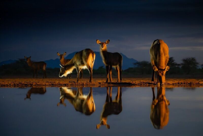 Кения  фото превью