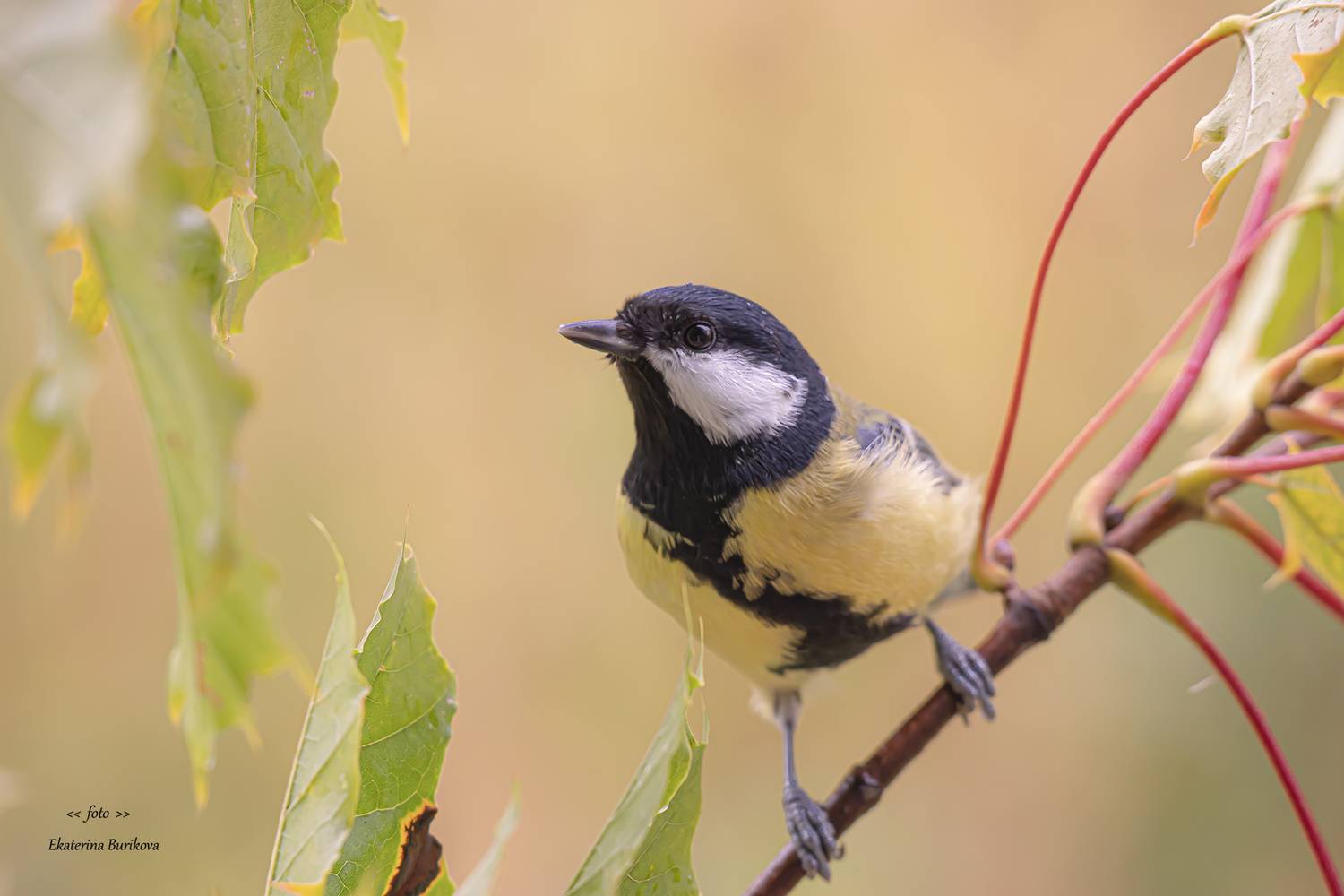 , Бурикова Екатерина