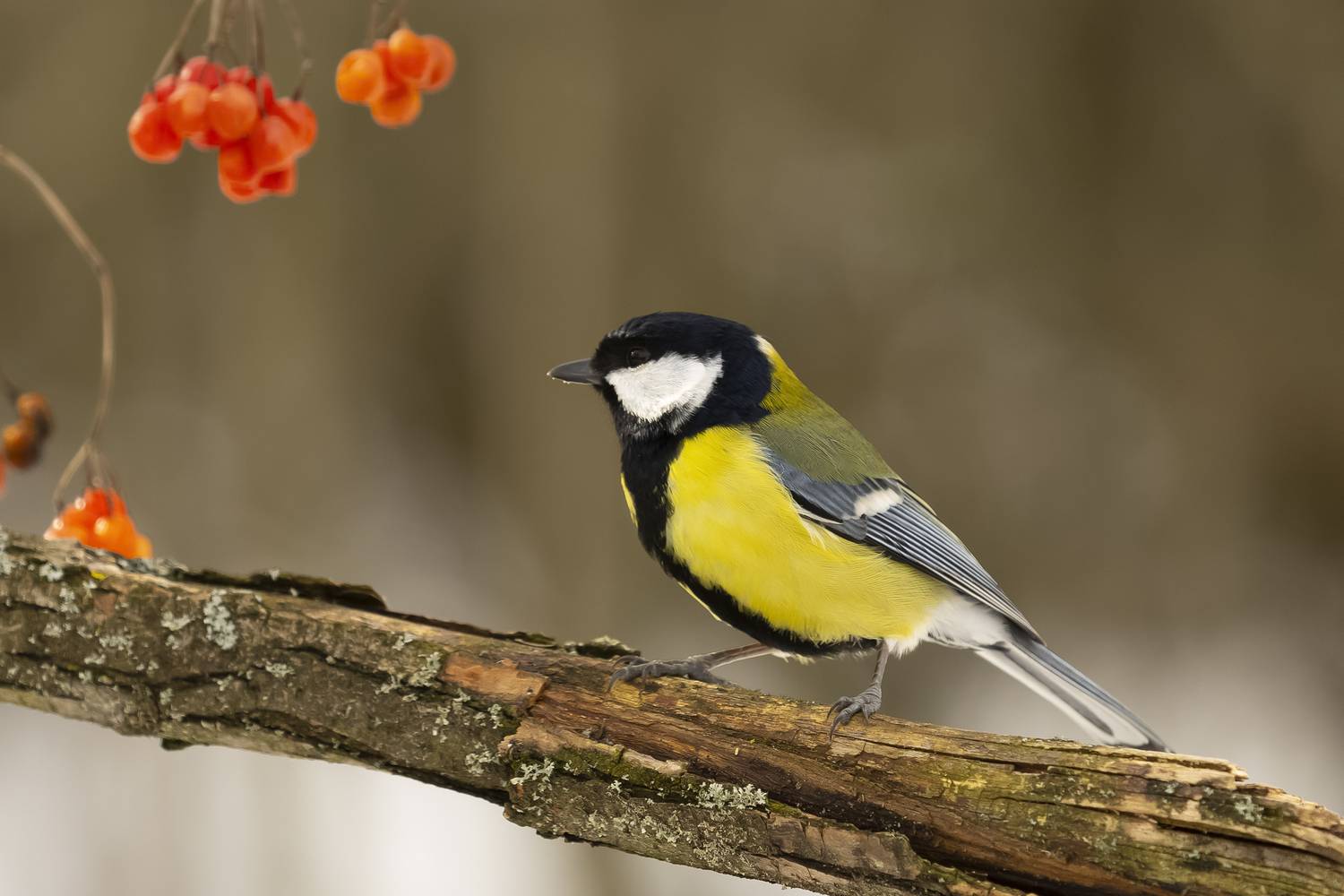 , Валерий Черняк