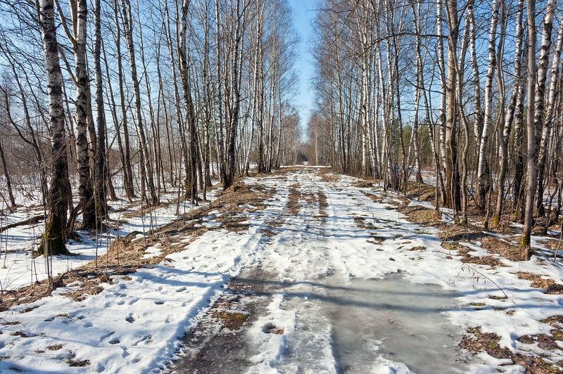 На весенней просеке фото превью