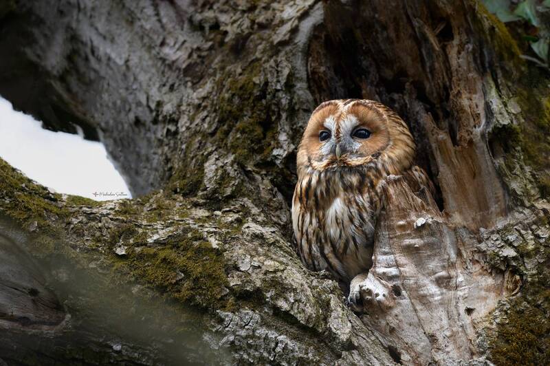 фотоохота, птица, неясыть В домике. фото превью