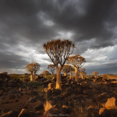 Закат в роще колчанных деревьев
