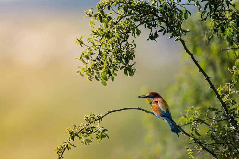European bee-eater фото превью