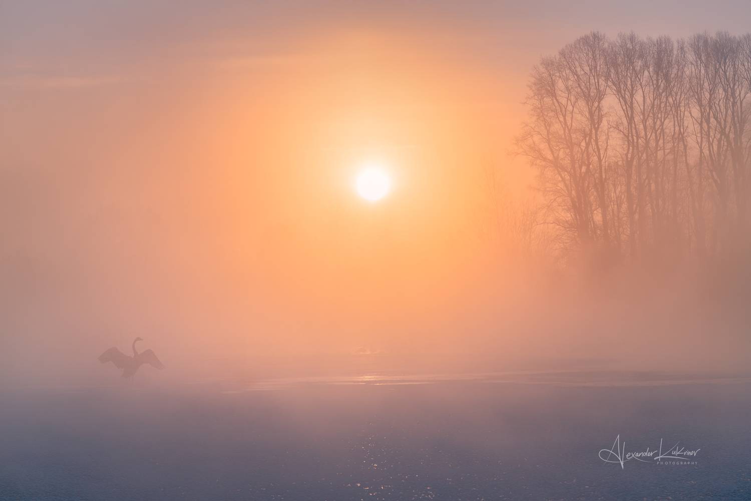 алтай, лебеди, утро, рассвет, туман, Александр Кукринов