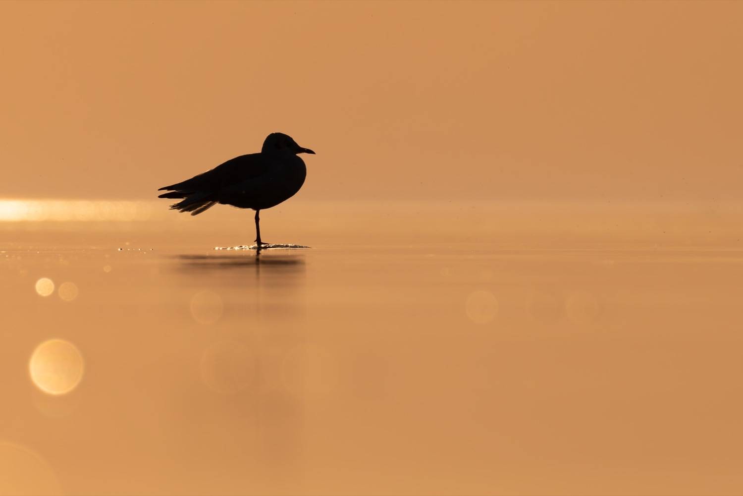 чайка, закат, финский залив, балтика, силуэт, Ruslan Pl