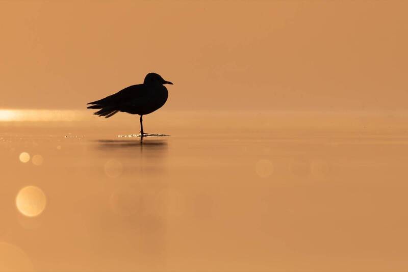 чайка, закат, финский залив, балтика, силуэт Безмятежность фото превью