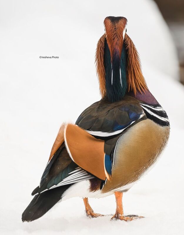 мандаринка, утка Я слежу за тобой фото превью