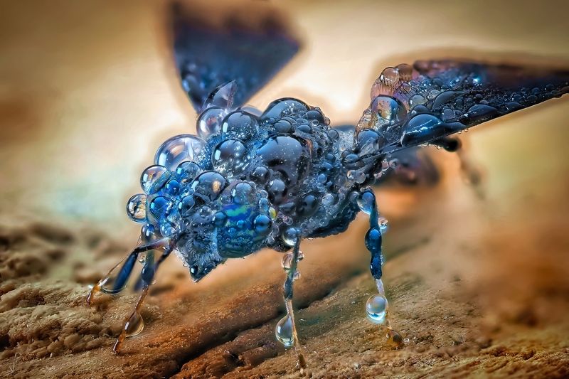 Роса фото превью