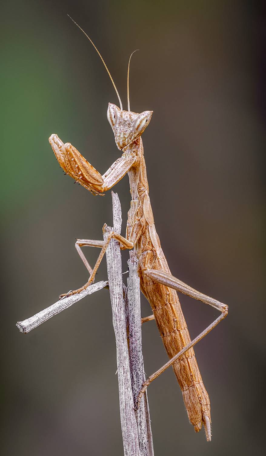 , Alexsandr Grigoriev