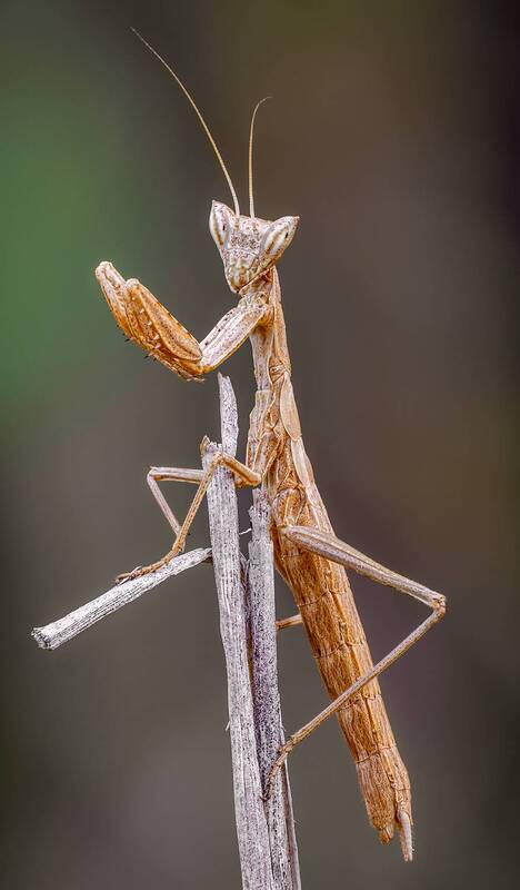 Богомол.(Ameles). фото превью