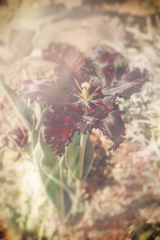 тюльпан, цветы, весна Тюльпан фото превью