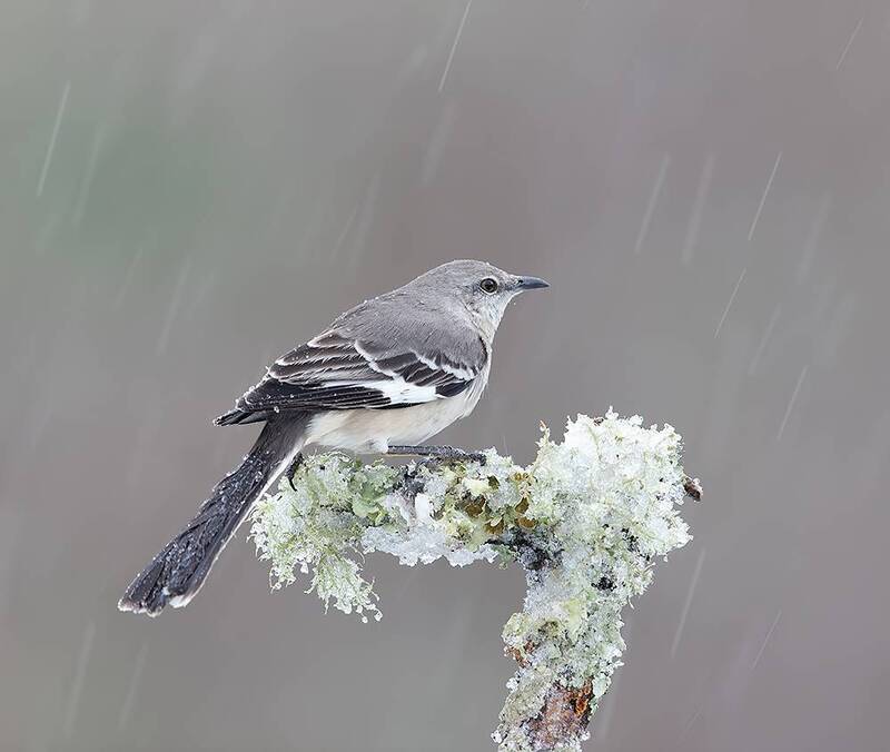 northern mockingbird, mockingbird, пересмешник, многоголосый пересмешник, зима, winter, winter bird, cold, birds, snow Northern Mockingbird - Многоголосый пересмешник фото превью