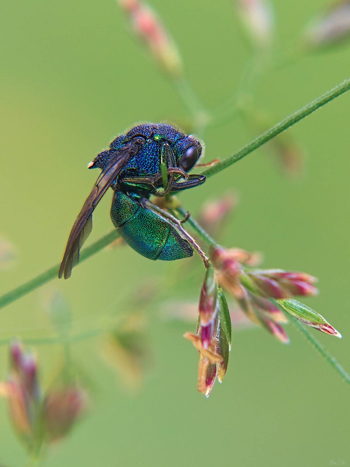 оса, блестянка, Чи. Анатолий