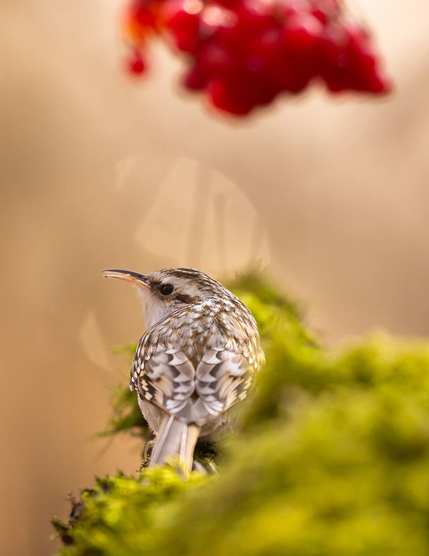 Certhia familiaris фото превью