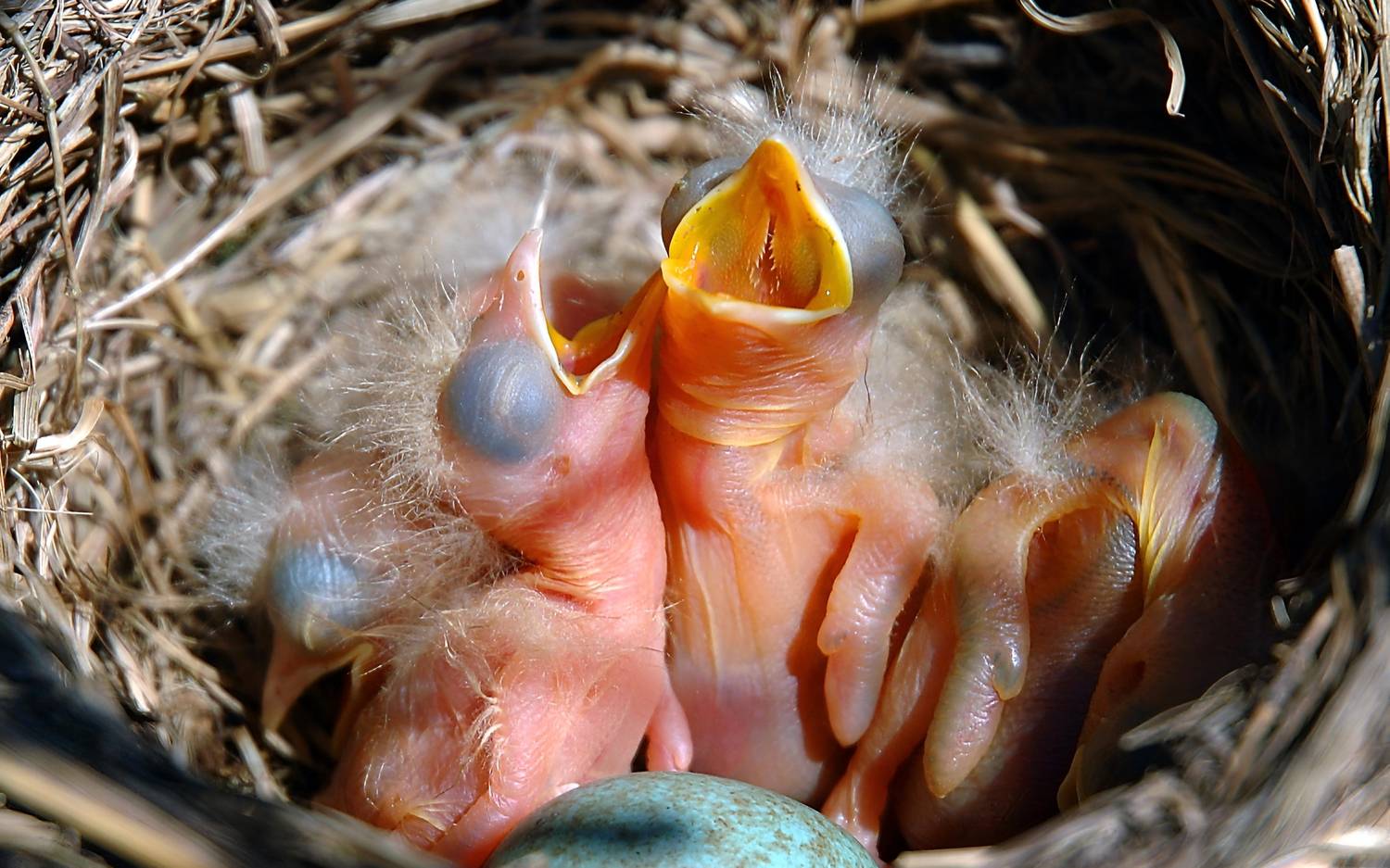 , Сергей Аникин