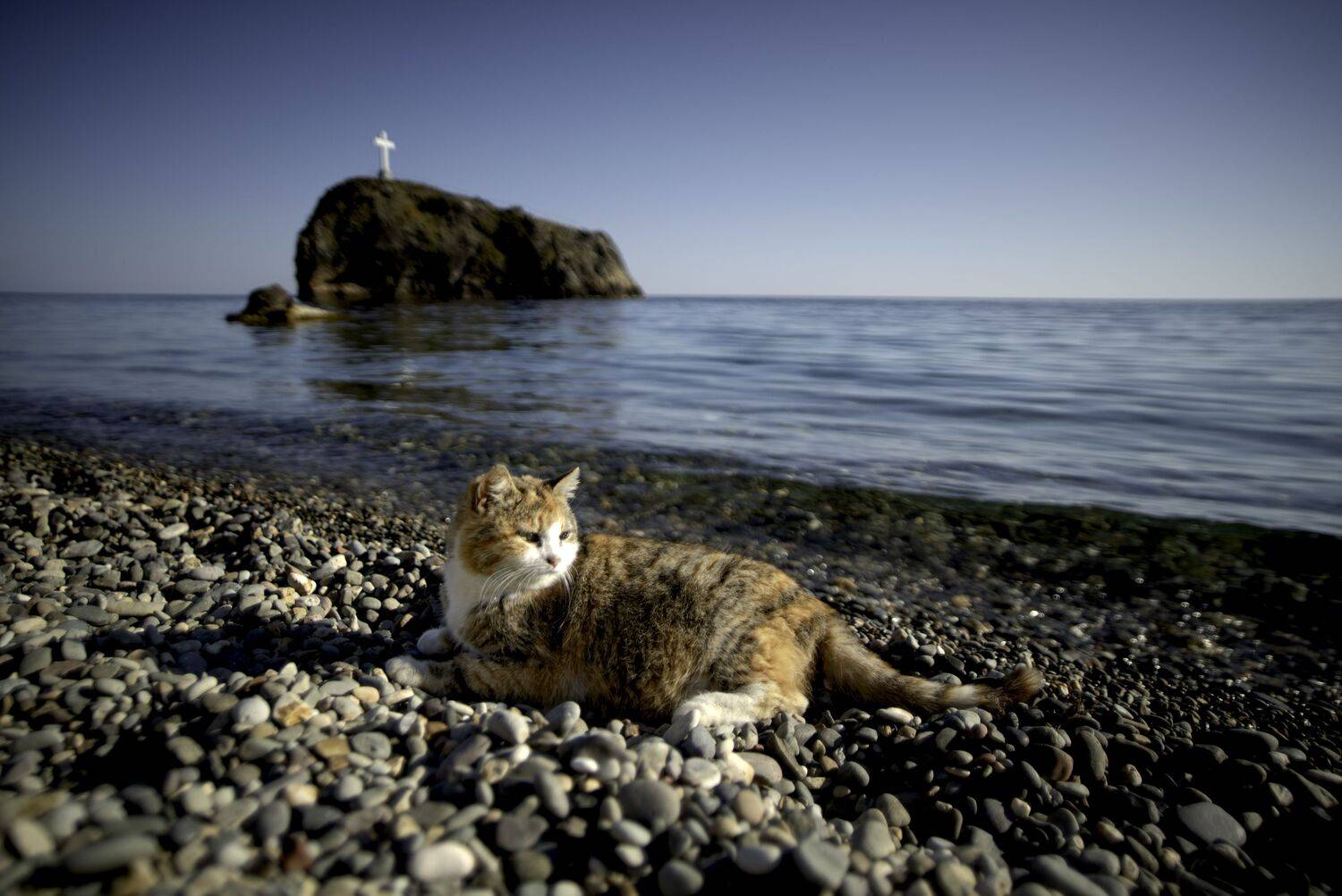 Россия, Крым, Севастополь, Яшмовый пляж, кошка, кот, Гаврилов Юрий