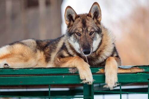 Друг человека