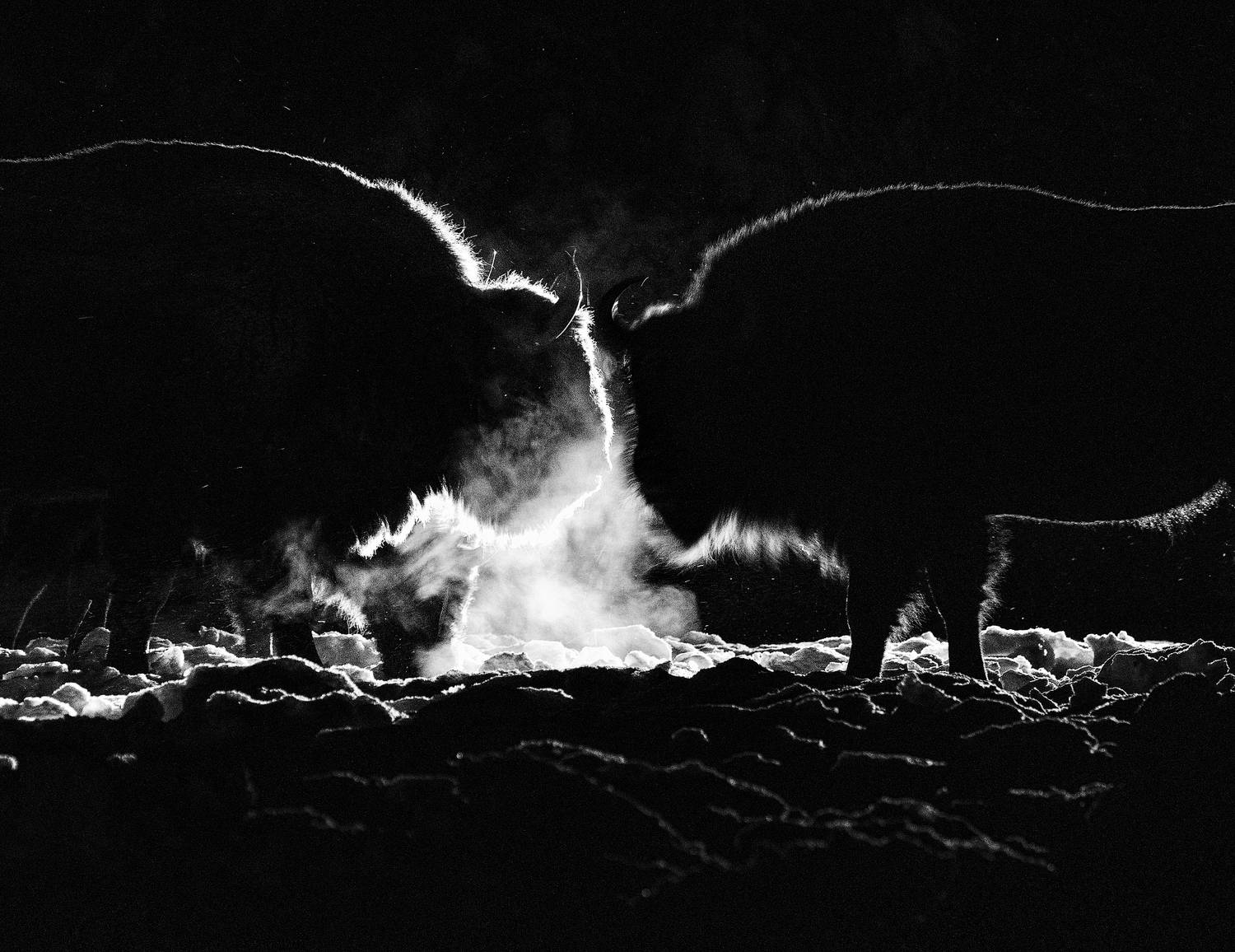 зубры, калужские_засеки, заповедник, калужс, Дмитрий Шишкин