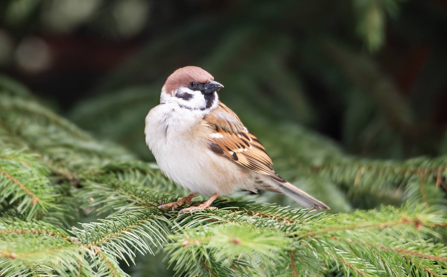 воробей, полевой воробей, парки, весна, дикие птицы, птицы, воробьинообразные, животные, фотоохота, Жгилёв Сергей
