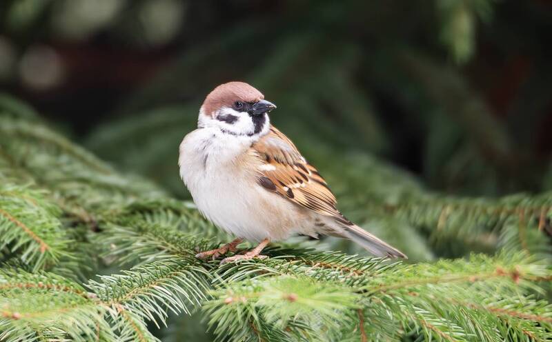 воробей, полевой воробей, парки, весна, дикие птицы, птицы, воробьинообразные, животные, фотоохота Полевой воробей. фото превью