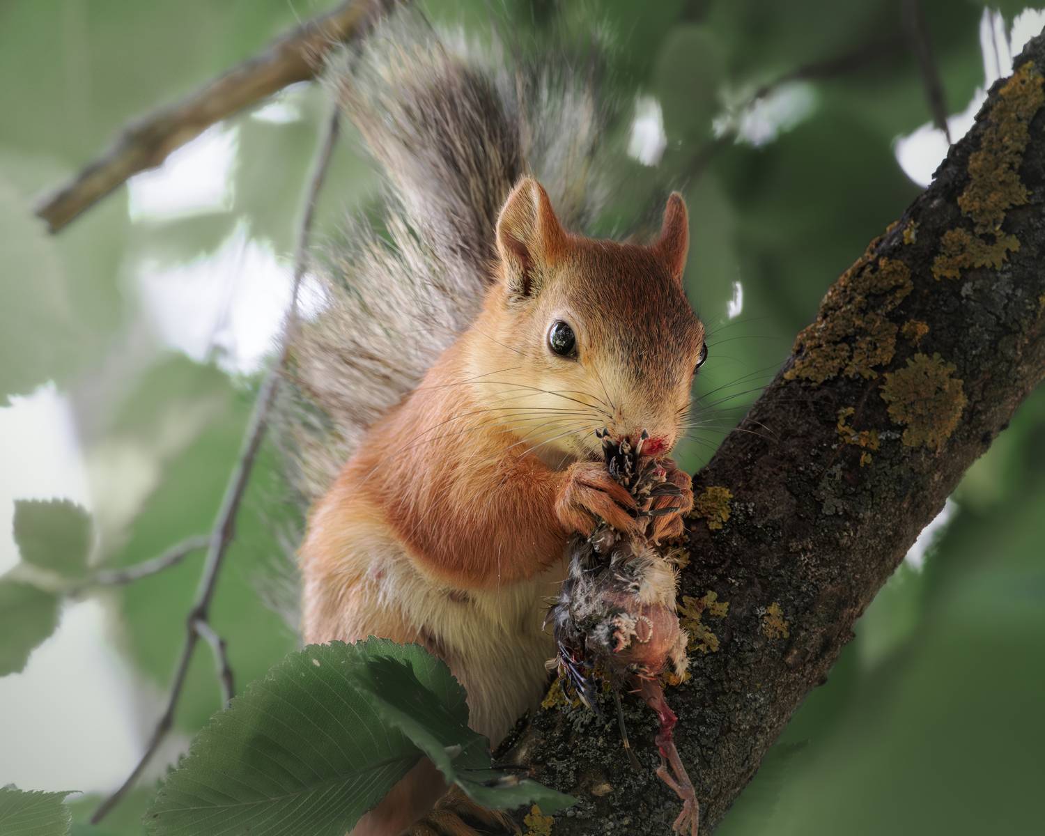 , Полина Шальнева