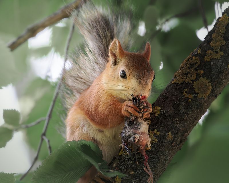 фото превью