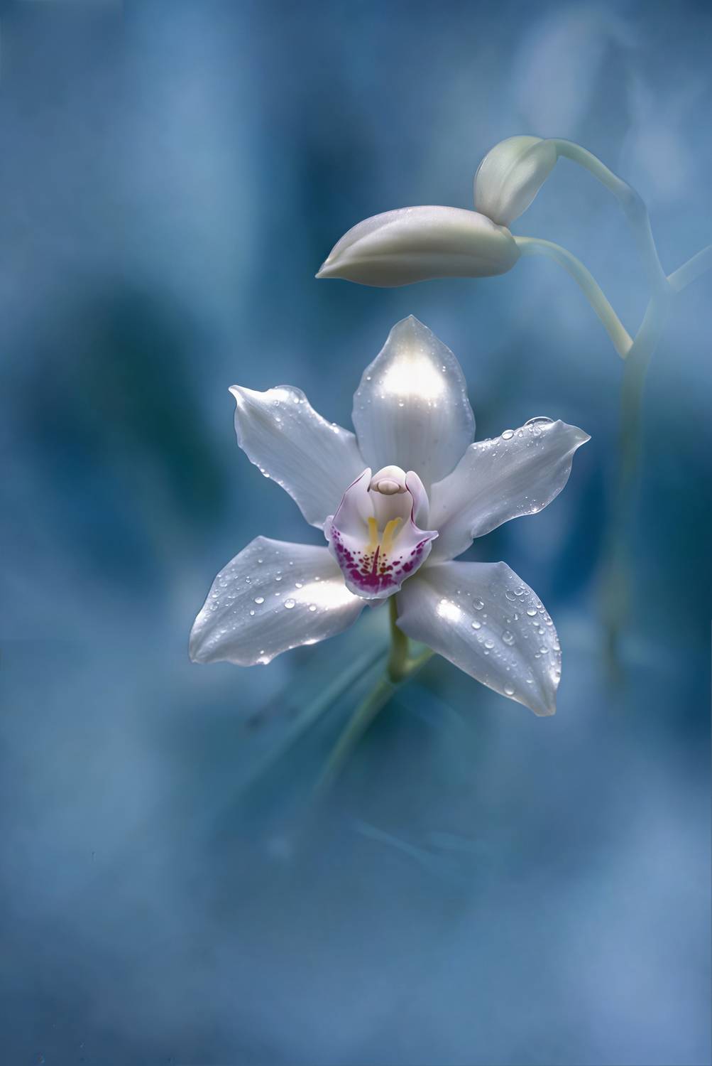 макро, macro, орхидея, Julia Kaissa