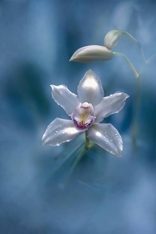 макро, macro, орхидея Орхидея Цимбидиум фото превью