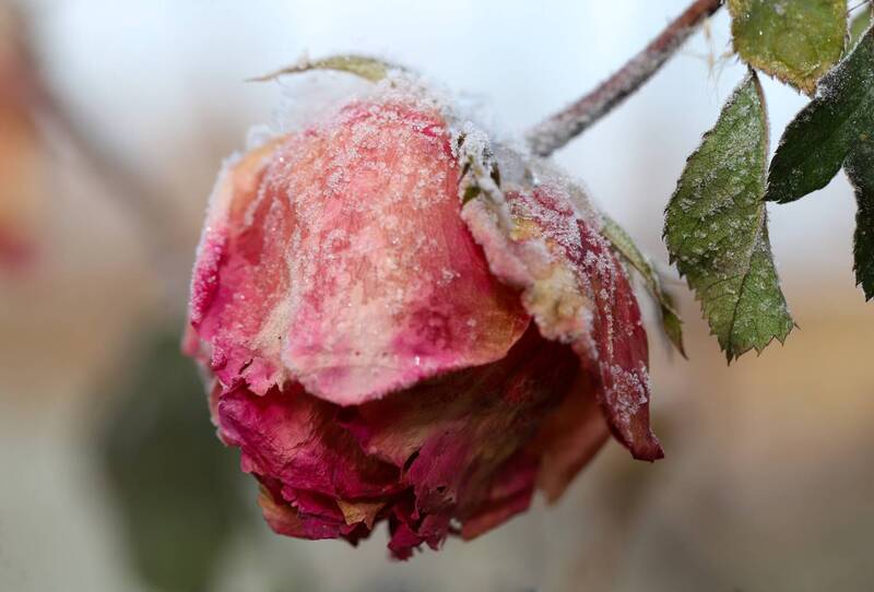 макро, женский портрет, концептуальный кадр, коцептуальный кадр, городской пейзаж., дикий животный мир Иней на розе. женский портрет. марионетки. мифы о феншуе. городской пейзаж. воробьи макро. иней на яблоне. подсолнух. стрекоза фото превью