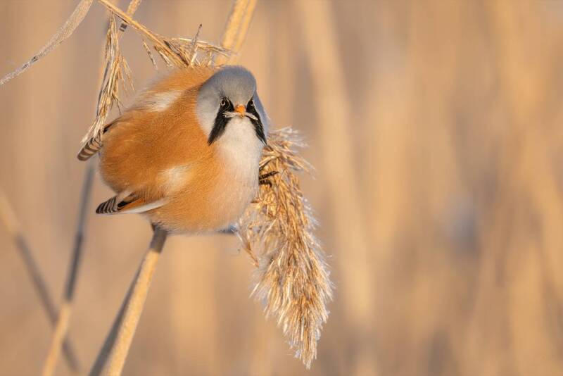 синица, усатая синица, птицы Дважды усатая синица фото превью
