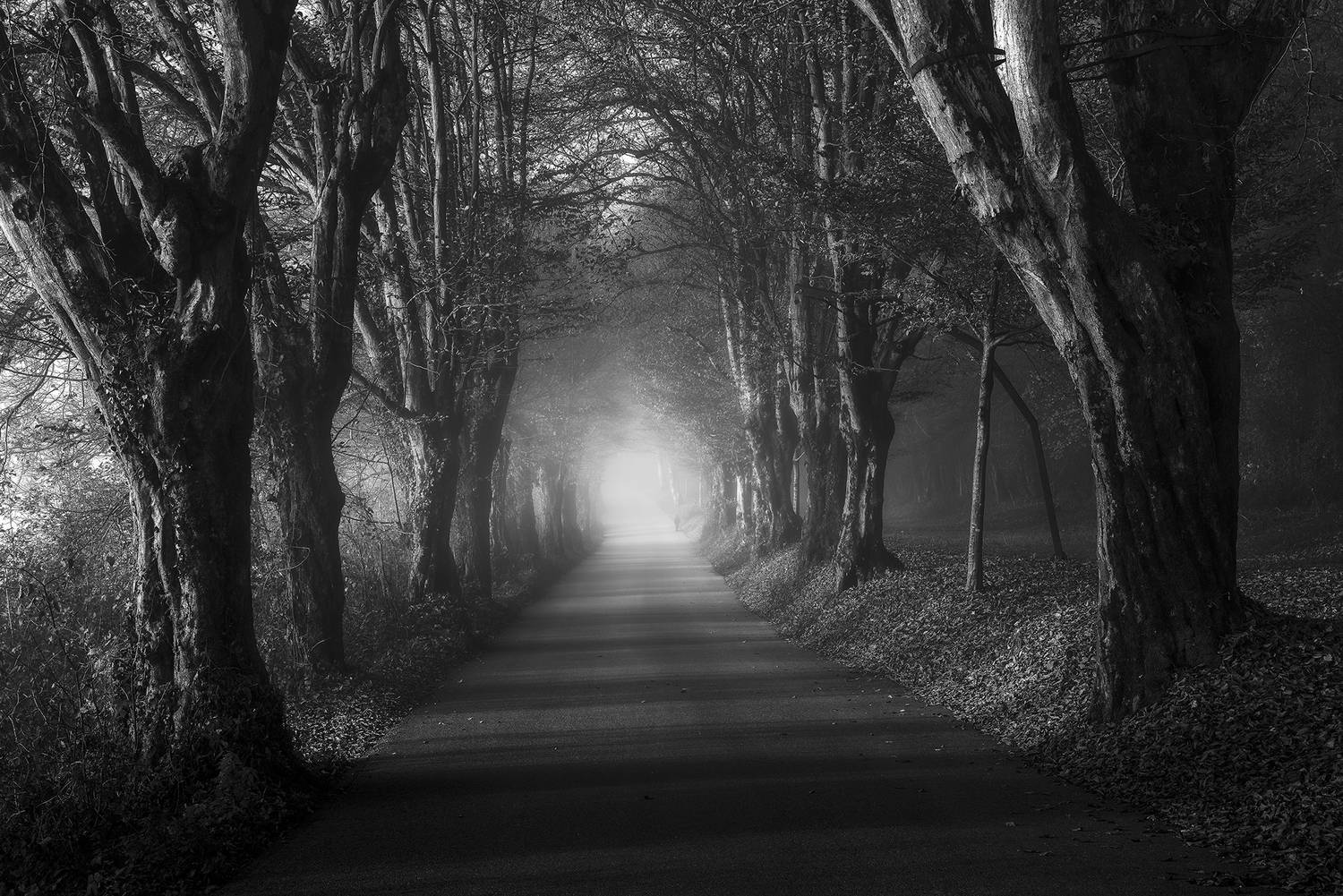 , de Franzoni Thomas