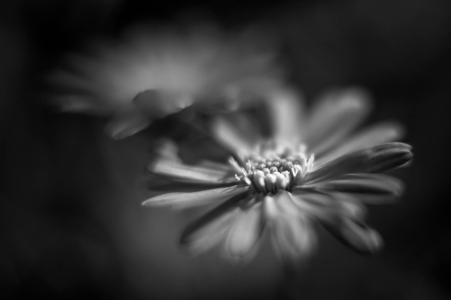 flower, nature, black and white, Agus