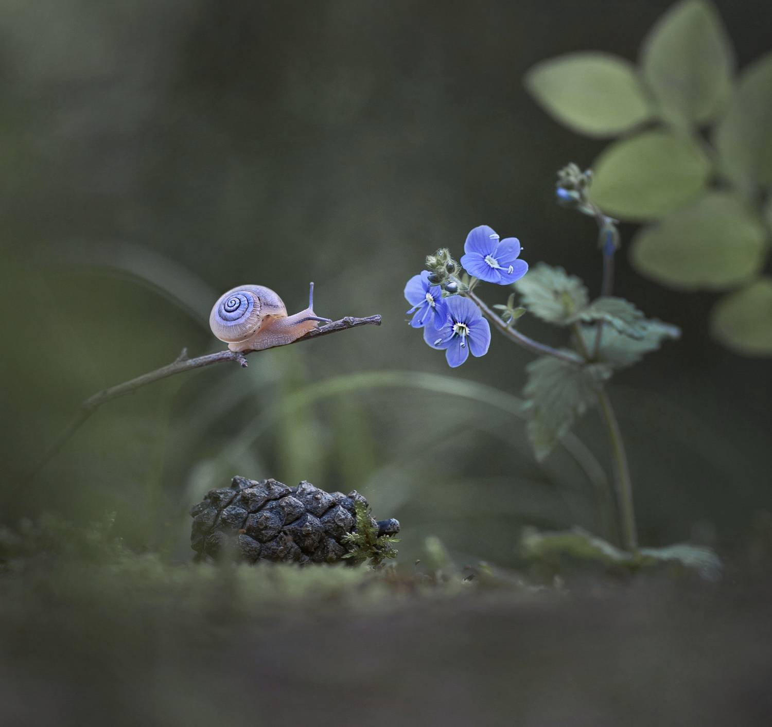 улитка, цветы, макро, вероника, беларусь, Александр Гвоздь