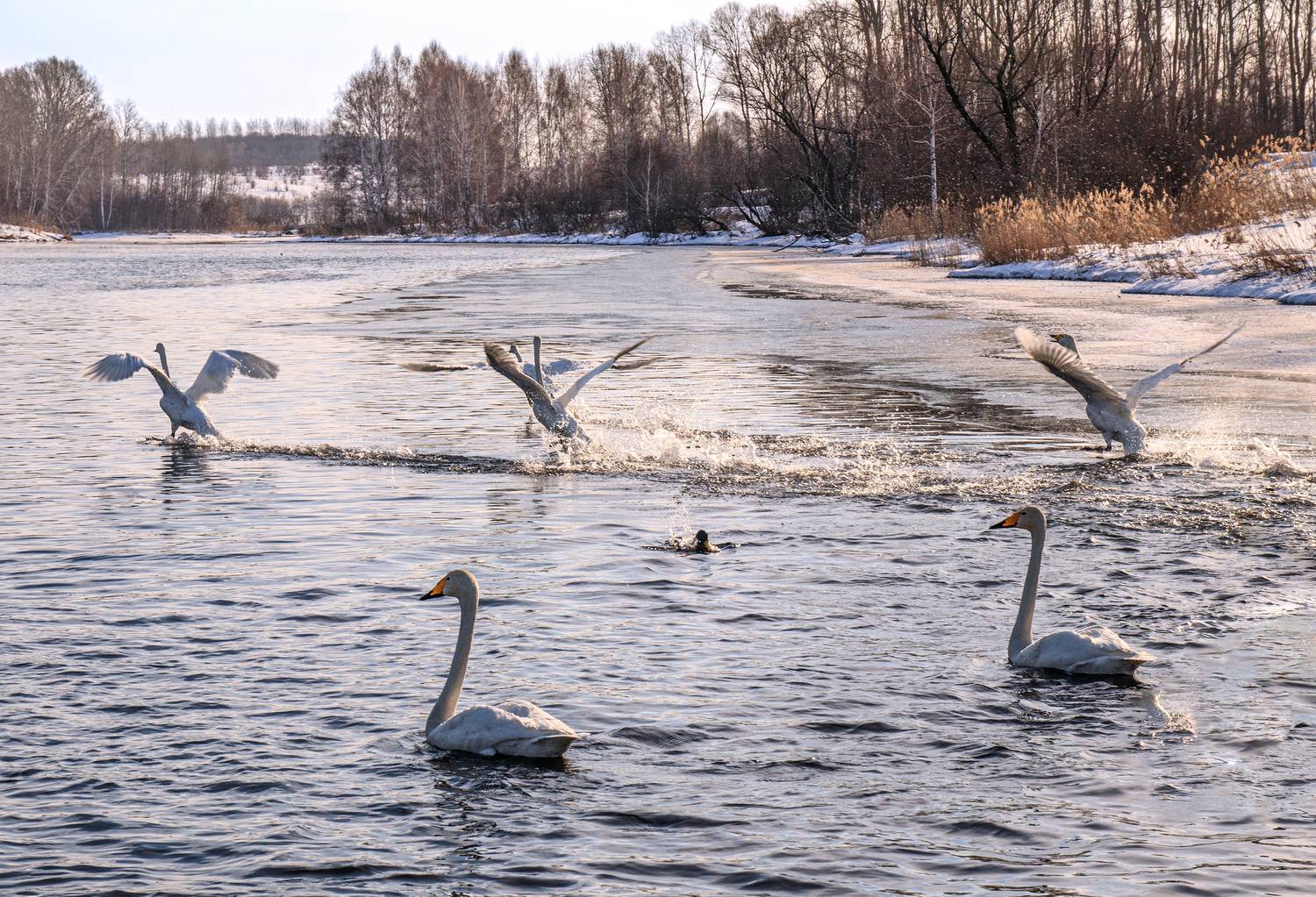 лебединый, заказник, Добролюбова Тамара