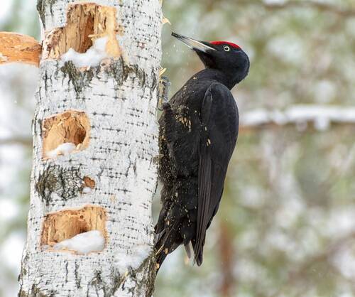 Желна (4 фото)