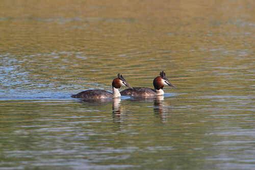 Большая поганка
