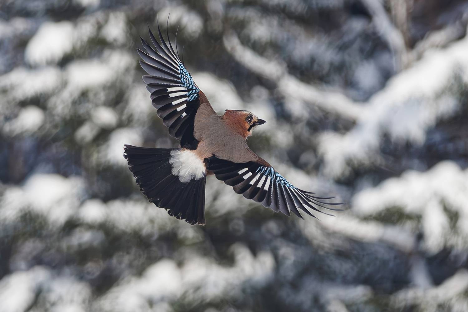 , Морозов Сергей