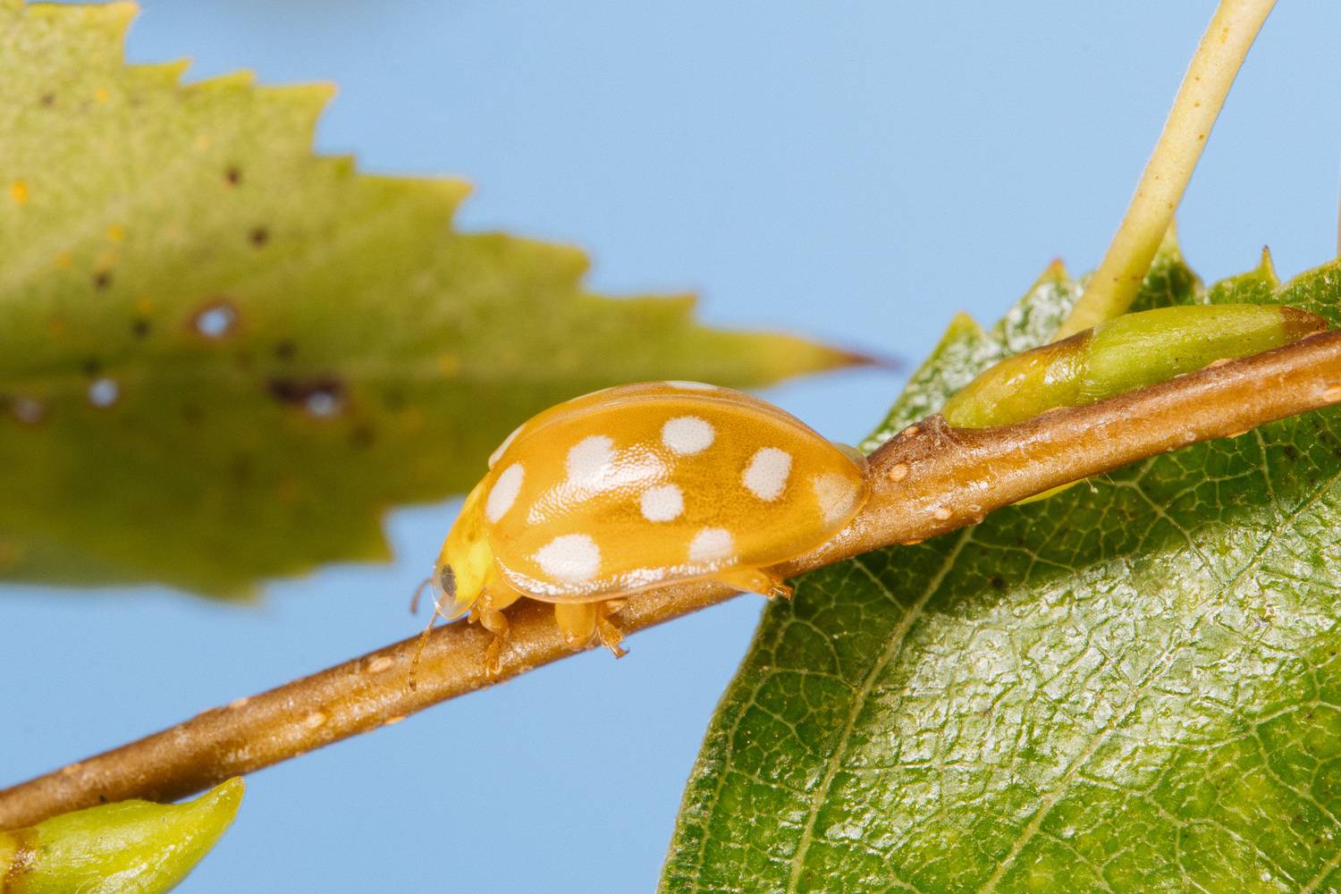 , Ольга Таланцева