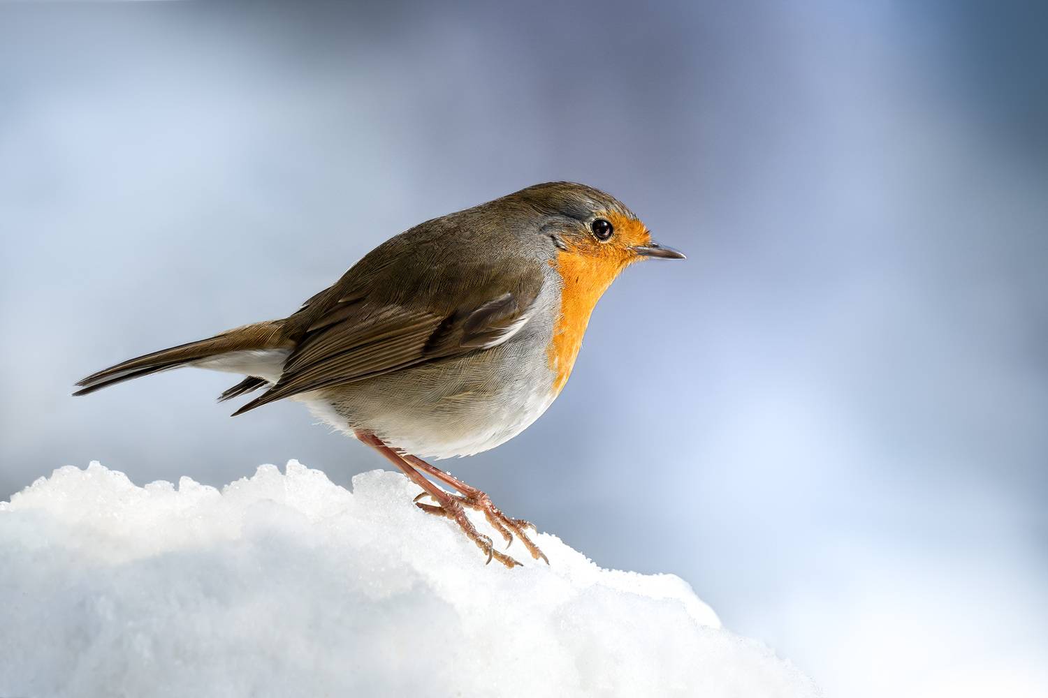 зарянка, птицы, фотоохота, зима, Михаил Ездаков