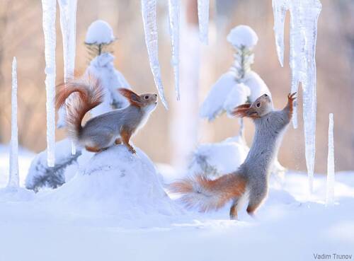 Белки и сосульки