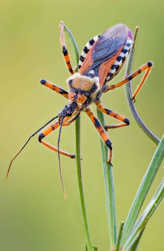 Клоп (Rhynocoris punctiventris) фото превью
