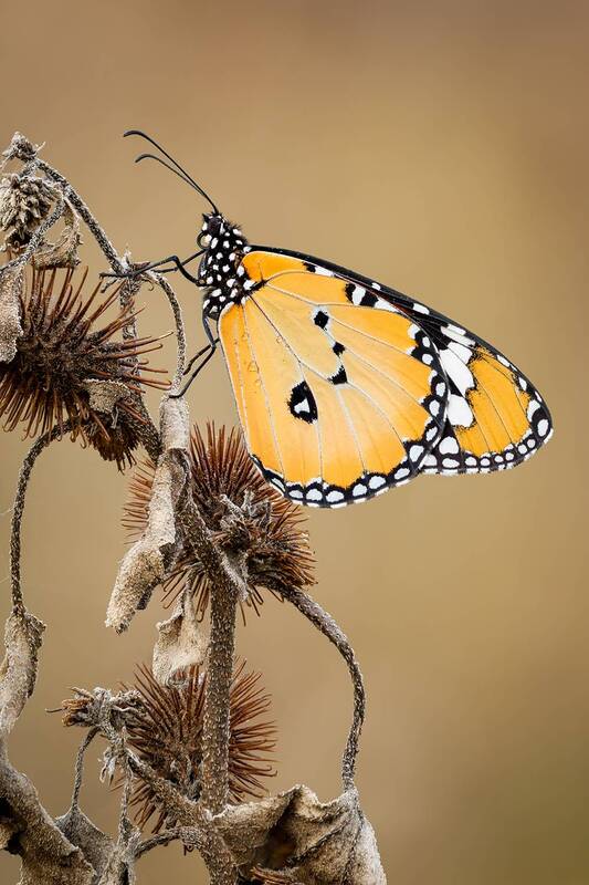 Бабочка Данаида хризипп (лат. Danaus chrysippus). фото превью