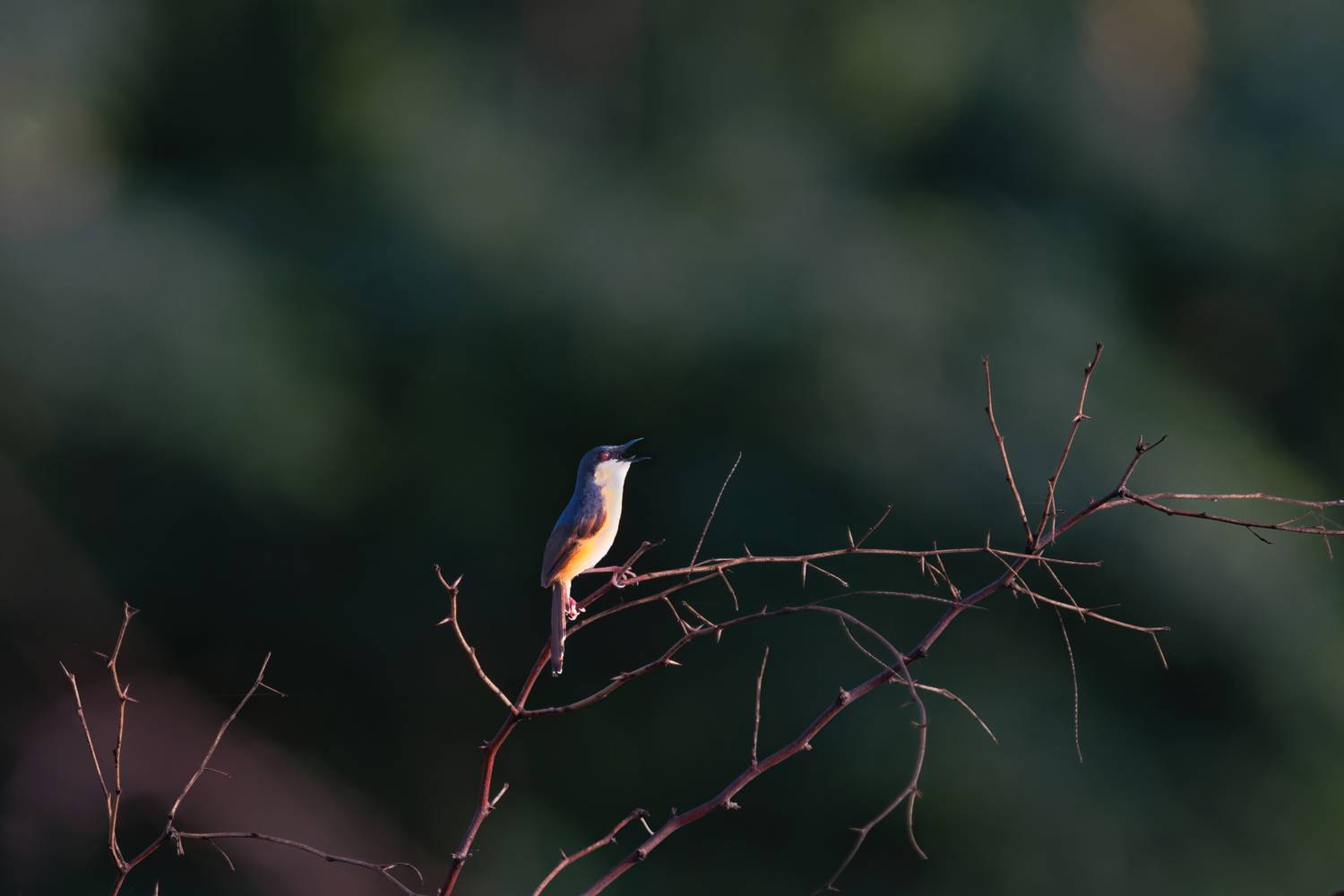 bird, birds, song, sunlight, small, beauty, nature, wild, animal, G N RAJA