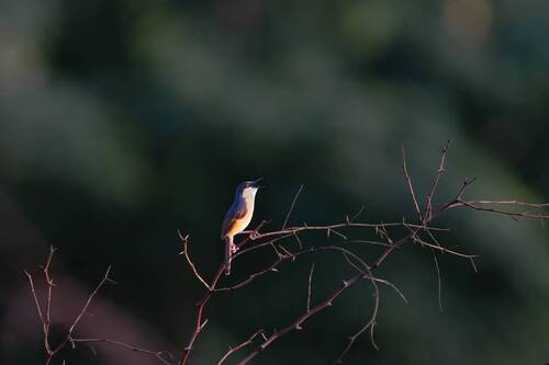 Somgbird