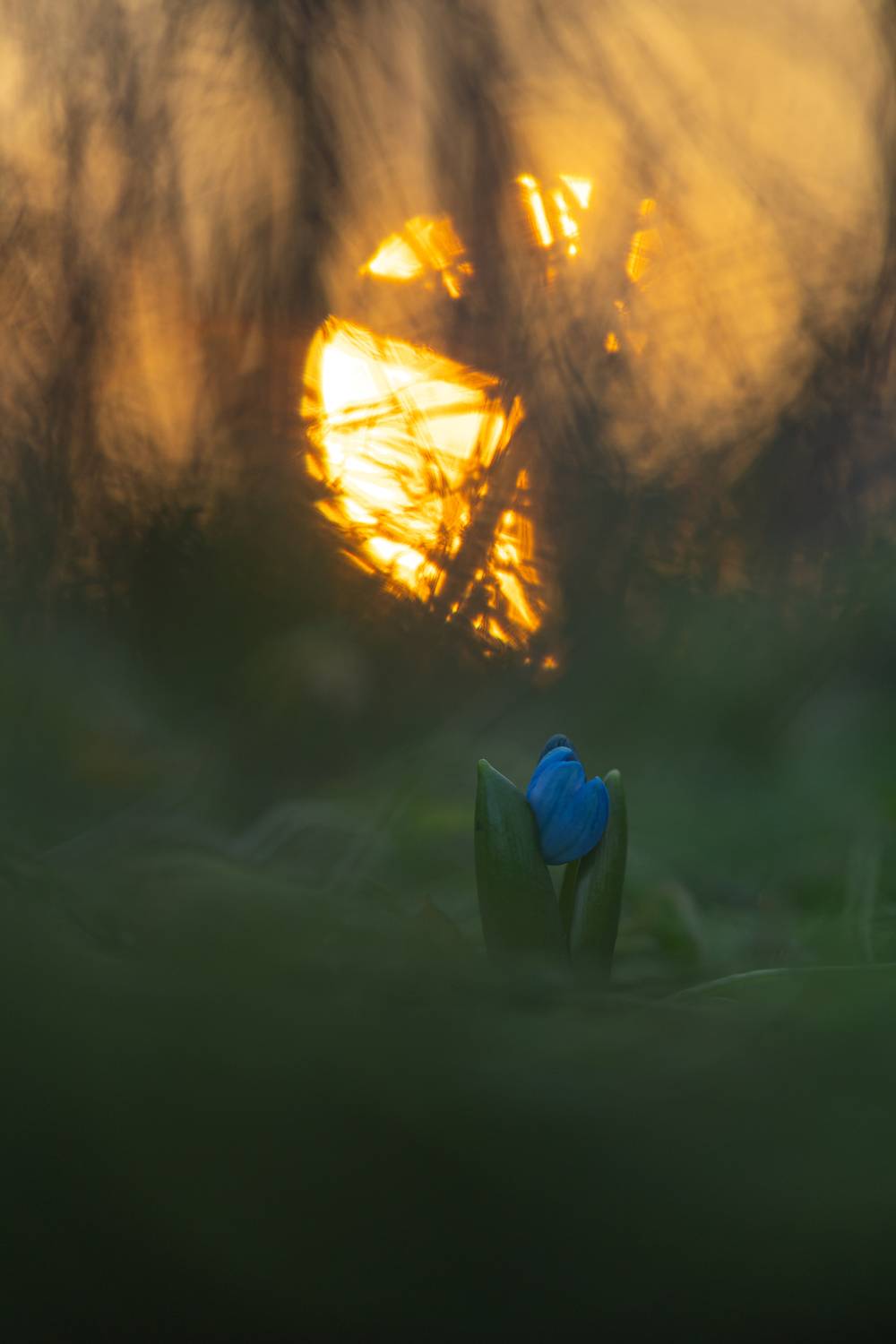 , Викулов Николай