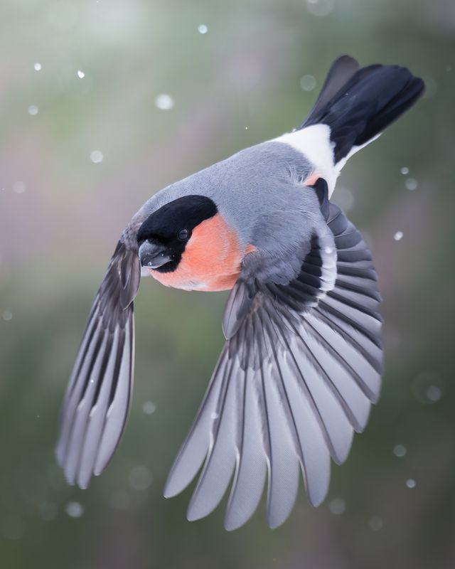 Снегирь (Pyrrhula pyrrhula)  фото превью