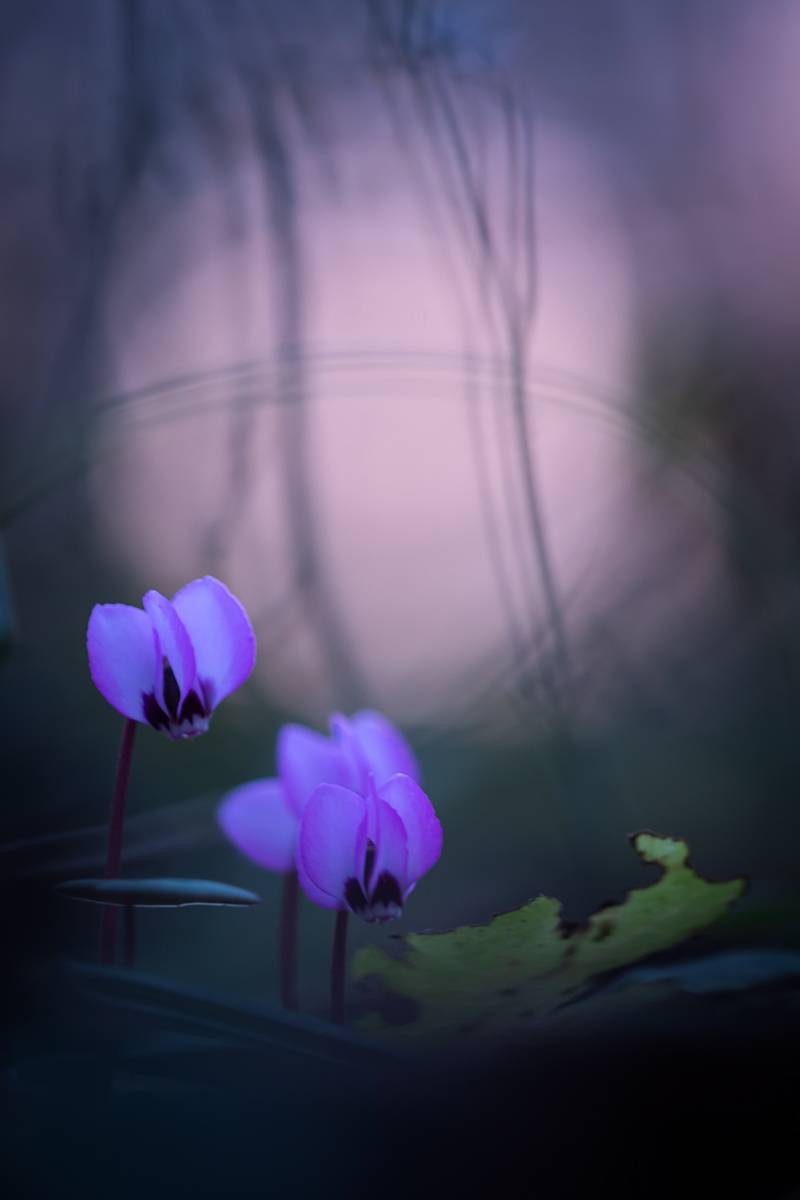 , Илья Михеев