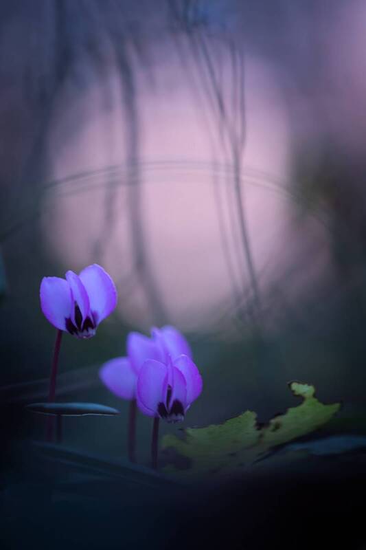 Вестники весны фото превью