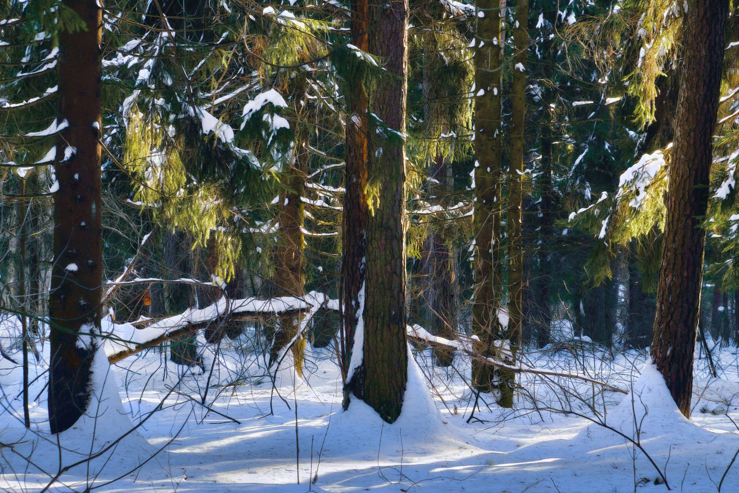 лес, зима, снег, деревья, свет, Валерий Вождаев